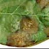 topsterfte Colletotrichum gloeosporioides - Pestalozzia Ernst van de ziekte of plaag: 1 Bladschimmel die top- en scheutsterfte veroorzaakt. De bladeren verkleuren bruin en stengels lijken ingesnoerd.