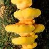 zwavelzwammen Laetiporus sulphureus Ernst van de ziekte of plaag: 5 Zwavelzwammen zijn dakpansgewijs eenjarige groeiende zwavelgele tot oranjerode houtzwammen van 10 tot 10 cm groot.