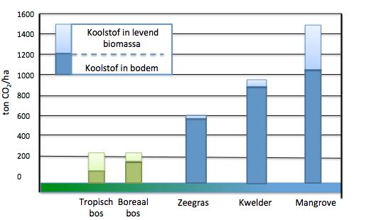 Voor mariene ecosystemen ligt deze hoeveelheid aan CO 2 opslag vele malen hoger als voor terrestrische ecosystemen (figuur 1).