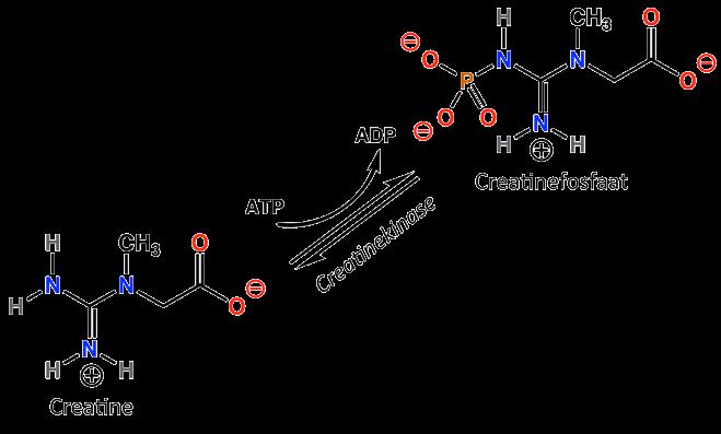 Inleiding Mdellen Bimarker? Breincmplexiteit Dimensinaliteit Glia Ontwikkeling Oververhit?