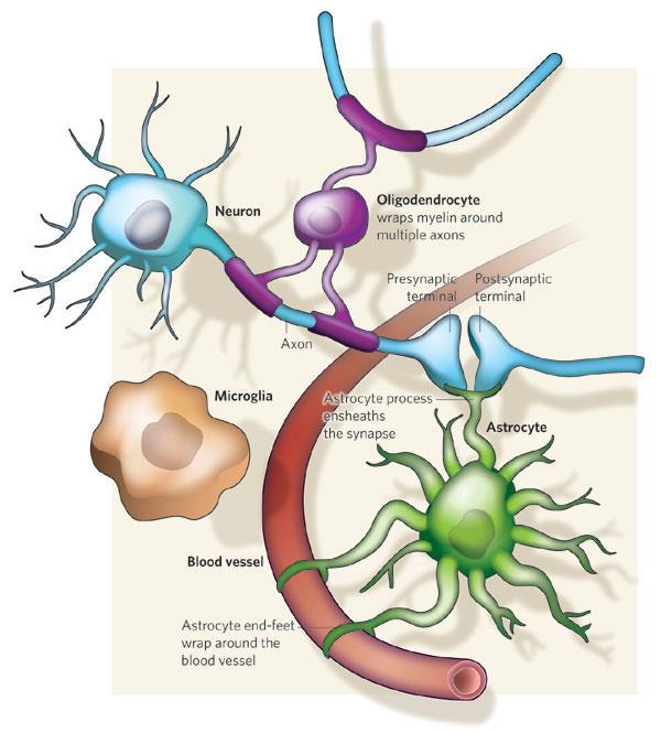 Neurglia, de vergeten werkers van