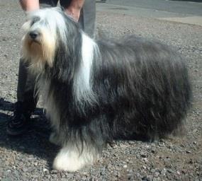 Australian Shepherd Dikke ondervacht, met een halflange steile of golvende bovenvacht.