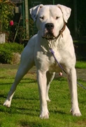 Argentijnse Dog Kort, hard en glanzend Wit 60 68