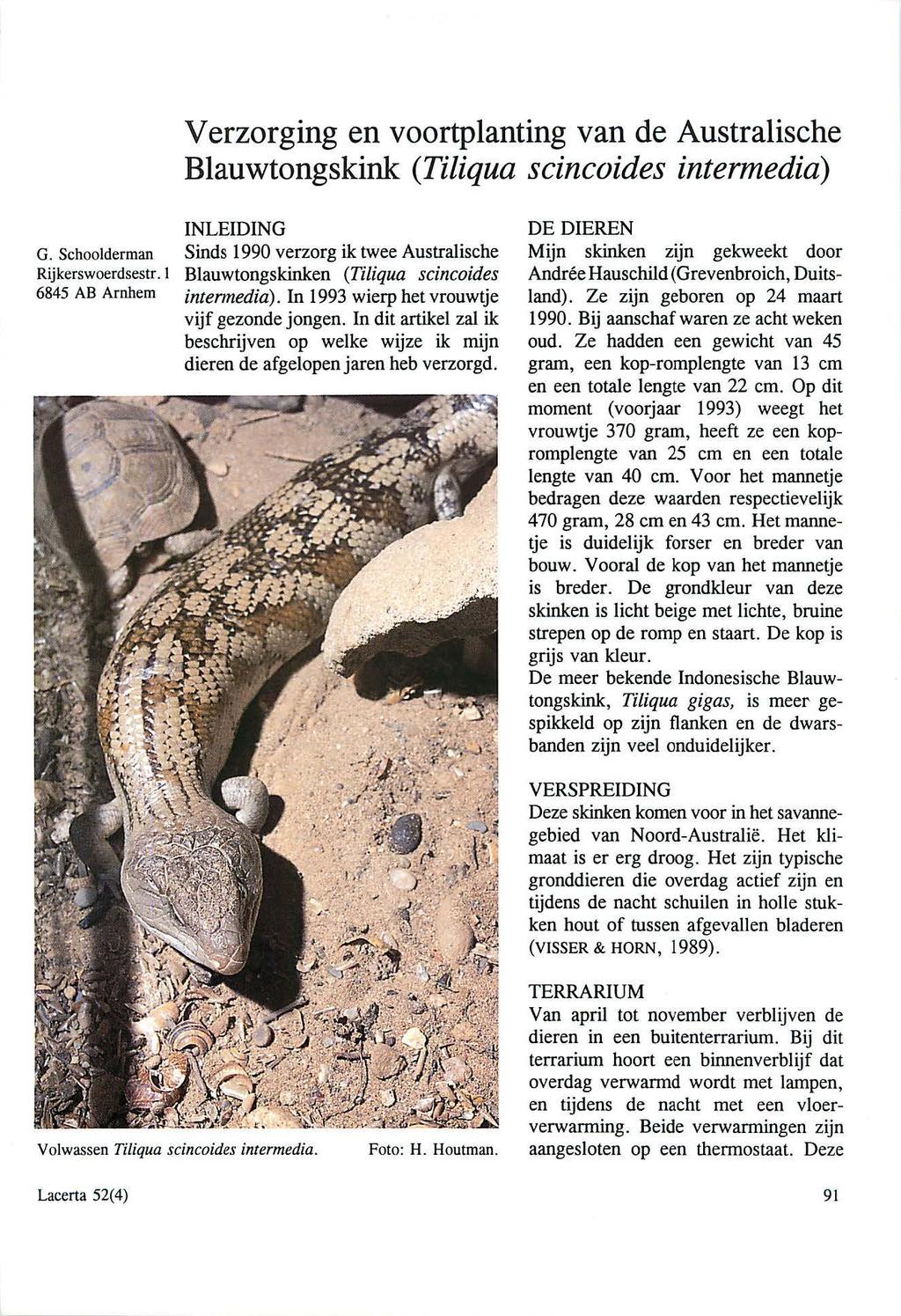 V erzorging en voortplanting van de Australische Blauwtongskink (Tiliqua scincoides intermedia) INLEIDING G. Schoolderman Sinds 1990 verzorg ik twee Australische Rijkerswoerdsestr.