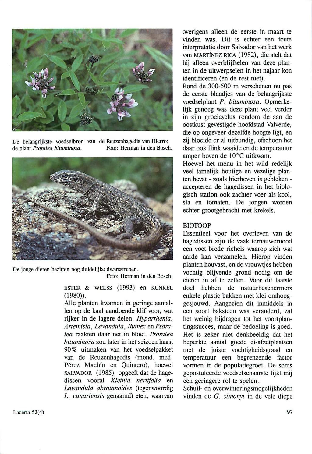 De belangrijkste voedselbron van de Reuzenhagedis van Hierro: de plant Psoralea bituminosa. Foto: Herman in den Bosch. Dejonge dieren bezitten nog duidelijke dwarsstrepen. Foto: Herman in den Bosch. Lacerta 52( 4) ESfER & WELSS (1993) en KUNKEL (1980)).