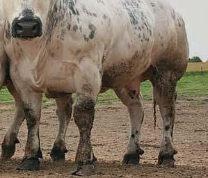 We gingen op zoek naar de oorzaken. Dirk Audenaert, landbouwconsulent Boerenbond De vleesveehouderij ehouderij is niet eenvoudig in economische cijfers te gieten. en.