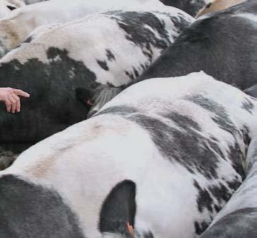 Luc Van Dijck In I de fokkerijwereld kerijwereld is de Vloeikens- hoeve gekend voor de KI-stieren en Mazerati van de Vloeikenshoeve. Lotto was in 2012 en 2013 de meest gebruikte stier in Wallonië.