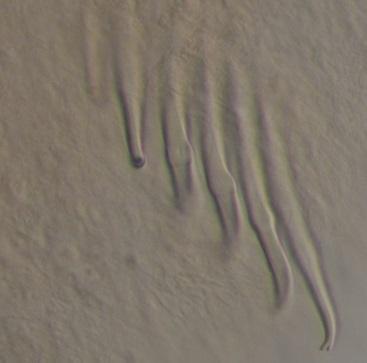 Opvallend aan de borstelwormen is het dikke stugge lumbriculidae-achtige uiterlijk wat al voor het prepareren opvalt. De wormen waren alleen in opgekrulde toestand te prepareren.