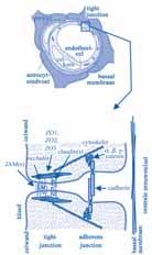 8.4 Biologische rol en therapeutische mogelijkheden van lichaamseigen antioxidant-enzymen bij MS (05-567 MS) Doel van het onderzoek: Ons algemene doel is om meer te weten te komen over de mogelijk