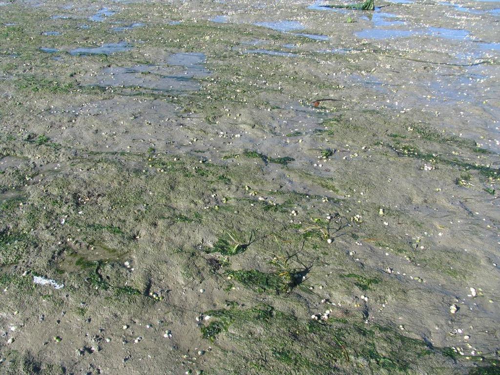 Foto 8: Zeegrasbedekking van natuurlijke zeegraspopulatie Dortsman Noord is laag, rond de 2-5%, en jong darmwier is talrijk. Het gebied ziet er omgewoeld uit, met veel (oude) ganzenkuilen.