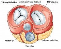 De hartkleppen De tricuspidaalklep bevindt zich tussen het rechteratrium en het rechterventrikel. Deze klep stuurt de bloedstroom van het rechteratrium naar het rechterventrikel.