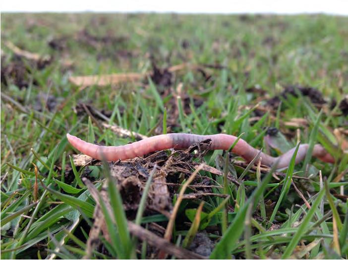 vochtige bodem Voor zichtjagers moeten regenwormen actief zijn vochtige bodem Wormen: grijs= in bodem, rood =