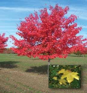 Arnhemseweg noord 96-148 Acer freemanii