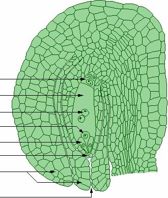46. Hieronder staat de zaadknop van een lelie (Lilium). Plaats de juiste termen bij de pijlen in dit schema. 47. De megaspore maakt drie mitotische delingen door.