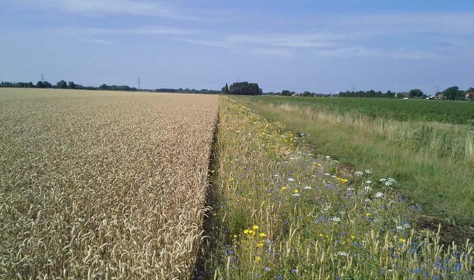 2.8 Flora en Fauna beleid: Onze boerderij ligt in het open landschap, we delen dit landschap met een enorme diversiteit aan flora en fauna.