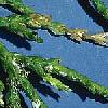 jeneverbessen schildluizen Caralaspis juniperi Ernst van de ziekte of plaag: 7 Deze hardnekkige schildluizen zuigen aan naalden en schubben waardoor ze hun normale kleur verliezen en kunnen afvallen.