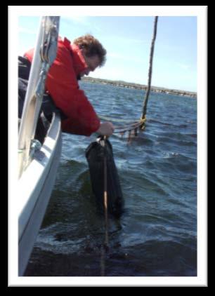 of helemaal niet, hierdoor blijft het broedje op de schelp zitten. Op de hoedjes viel ongeveer 25-50 broedjes (voornamelijk platte) voornamelijk op de onderzijde.