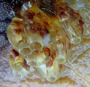Het opvissen van de oesters heeft mede tot gevolg dat de schelpranden afbreken waardoor de oester op den duur een meer ronde dan langwerpige vorm krijgen hetgeen de marktwaarde vergroot.
