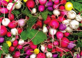 Familie Radijs is familie van bloemkool, rode kool en andere koolsoorten, maar ook van de tuinkers.