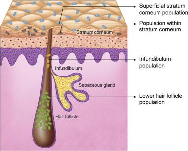 Figuur 1. Distributie van P. acnes in de huid.
