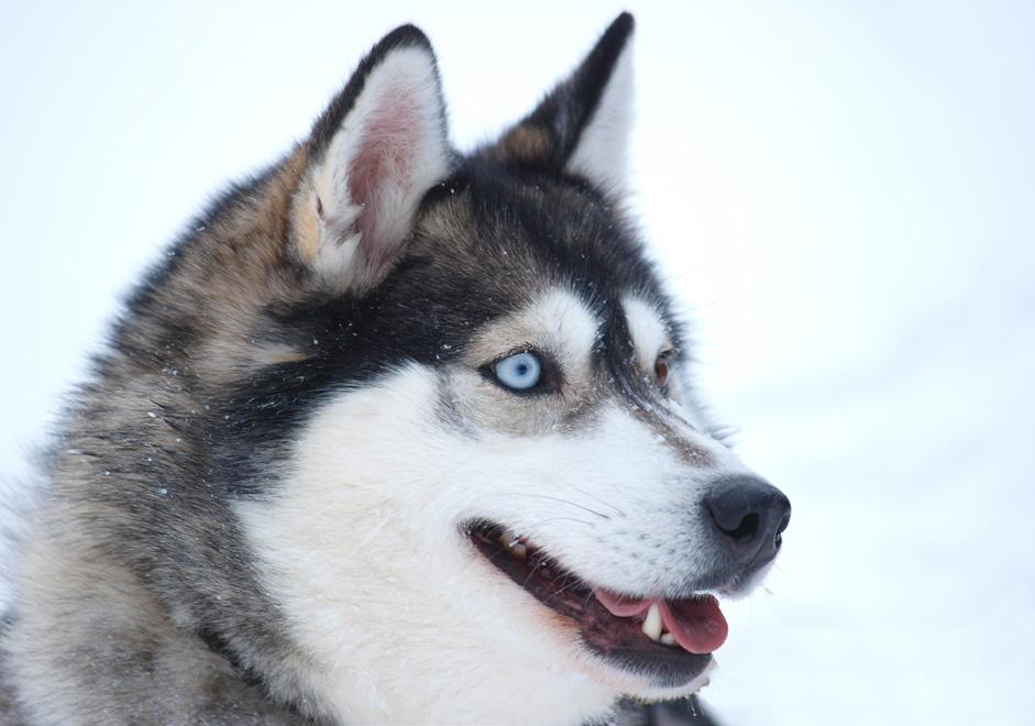 Een persoon zit in de slede en de andere bestuurt de slede. Elke slede wordt getrokken door een 6-tal husky s. De stilte tijdens de tocht is fenomenaal.