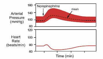 De mean arteriële druk verandert niet veel omdat de verhoging van de cardiac output teniet gedaan wordt door de daling van de system vasculaire weerstand.