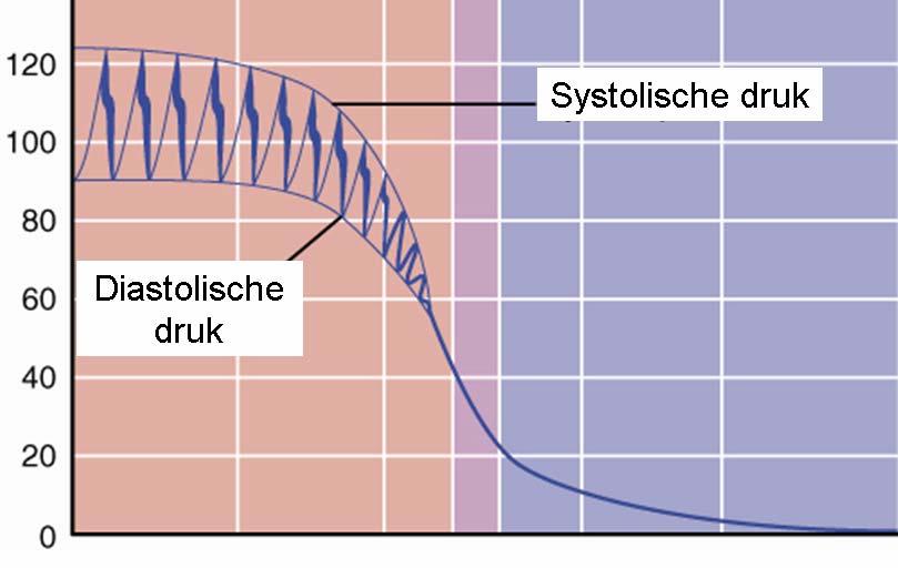 Pré-capillaire sfincters Naast de arteriolen hebben de weefsels nog een middel om de