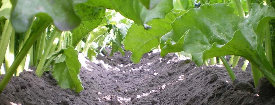 Gewasbeschermingsupdate bewaarnummer ADVIES TABEL 5 Minimaal benodigde dosering 1) (l/ha) en prijs ( /ha, exclusief btw) van grassenbestrijdingsmiddelen GRASSOORT duist, windhalm graanopslag