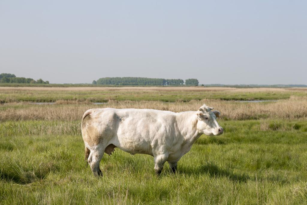 vergroot de biodiversiteit op landbouwgronden, onder meer via Plan Kiekendief, en creëer tegelijkertijd een nieuw perspectief voor duurzame landbouw compenseer de nadelige effecten van