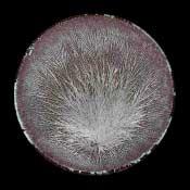 Kristallisatiebeeld van een trostomaat van zandgrond met EC < 2. Kristallisaties Kristallisaties worden ook gemaakt van een extract of sap.