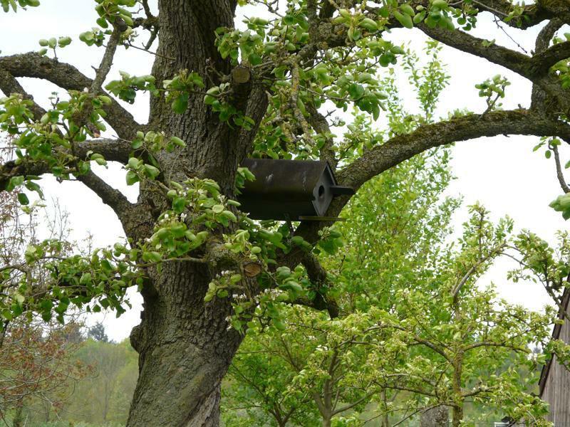 Ecologische waarden en effectbepaling In het plangebied zijn geen oudere bomen aangetroffen met gaten en holten die kunnen dienen als vaste verblijfplaats voor vleermuizen.