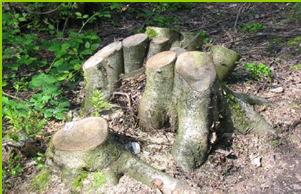 afvoeren Loofbomen afzetten aan de