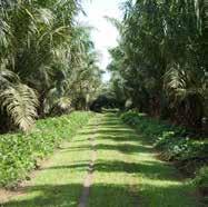Halfjaarresultaten 2017 11 De management teams van SIPEF en Dendy Marker voor de palmoliefabriek SIPEF - Plantage met mature palmen Het nettoresultaat bedroeg 107,4 miljoen USD (1H16: 12,2 miljoen