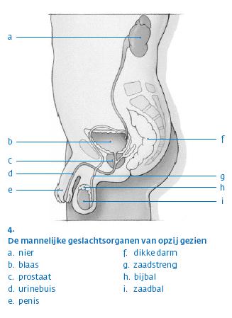 4 Zaadbalkanker en de behandeling 4.1 Teelbal en scrotum, bijbal, zaadstreng en zaadleider Afbeelding 1 Teelballen en scrotum (balzak) De teelballen worden ook wel zaadballen of testikels genoemd.