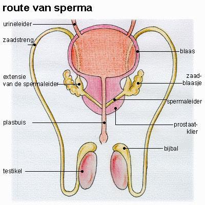 Vanuit elke bijbal loopt een zaadstreng door de prostaat naar de urinebuis of plasbuis (zie afbeelding 3). De zaadstreng bestaat uit een zaadleider, lymfevaten en bloedvaten.