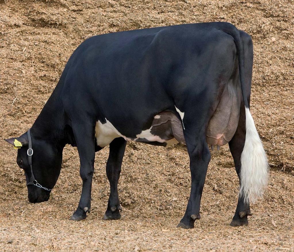 YOUR PARTNER IN CROSSBREEDING Elly Geverink Corrie 224 (NRF x HF) Vader: Olstad Prod.: 2.03 378 10.877 4,55%vet 3,61%eiwit LW 123+ Eig.: Mts.