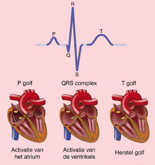 atria av-knoop bundel van his prkinjevezels De sinusknoop bepaalt onder normale omstandigheden het ritme en tempo van het hart en geldt daarom als de primaire pacemaker.