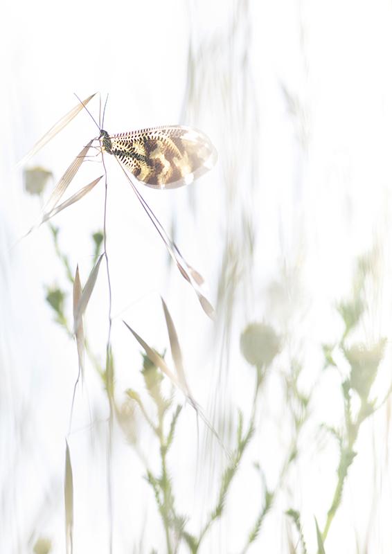 Wimpelstaart (Nemoptera bipennis) Deze foto laat een van de meest bijzondere effecten zien van High-key. Namelijk het inkleuren van donkere, zwarte partijen.