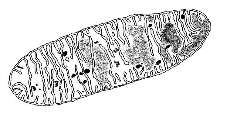 3.4 Die fisiologiese proses in VRAAG 3.3 hierbo vind plaas in die volgende organel. A B C 3.4.1 Identifiseer die organel.