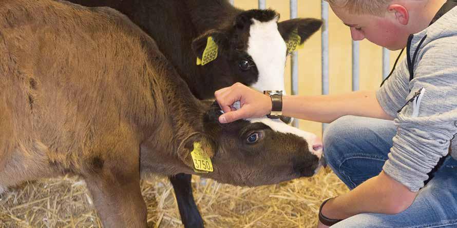 Keuzearrangement 4: Het houden van dieren én Groene zorg Het houden van dieren In het keuzevak Het houden van dieren leer je veel over de voeding, verzorging en huisvesting van productie- en