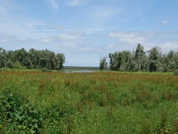 Planten: kleefkruid, brandnetel, wilg, blaartrekkende boterbloem, grote berenklauw, riet, lisdodde, jacobskruiskruid, moerasandijvie.