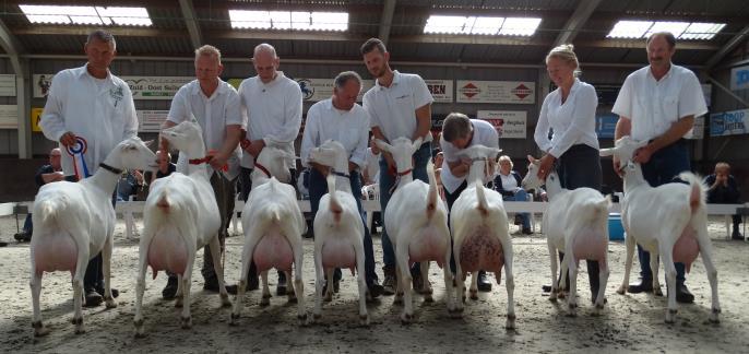 Witte geiten Kampioen 122.