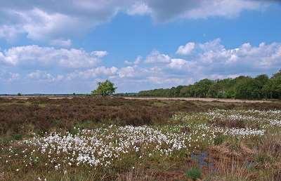 Dwingelderveld -