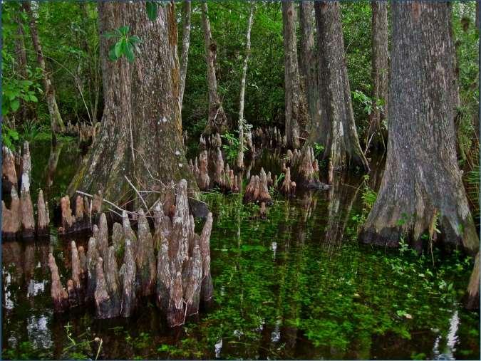 Everglades,