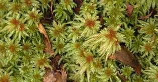 Sphagnum