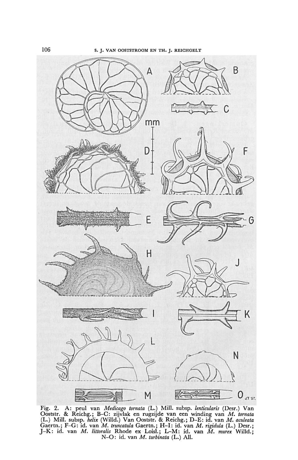 106 S. J. VAN OOSTSTROOM EN TH. J. REICHGELT Fig. 2. A: peul van Medicago tornata (L.) Mill. subsp. lenticularis (Desr.) Van Ooststr. & Reichg.; B-C: zijvlak en rugzijde van een winding van M.