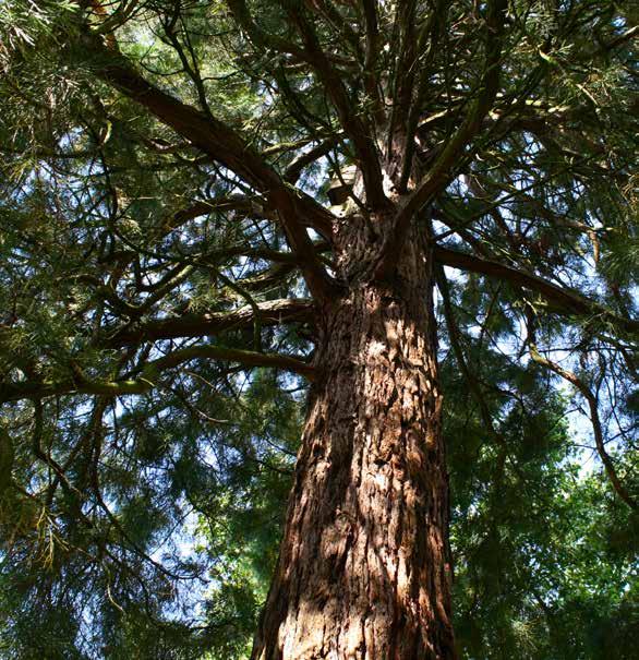 NIEUWSBRIEF CANTONSPARK Metasequoia glyptostroboides, 2010; A Natural History of Conifers ook van Aljos Farjon, Timber Press 2008; Het hverslag van een