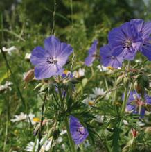 bos, (hoogstam) boomgaarden en