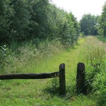 versterken; bos,