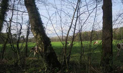 Dekzandlandschap Het Groote Veld Het Groote Veld in het noorden van de gemeente is een jonge